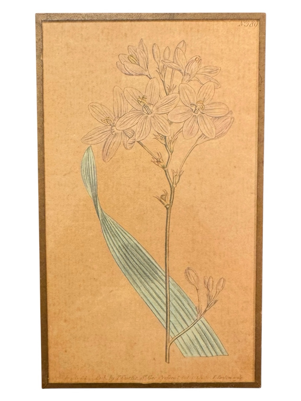 Antique Sydenham Edwards Curtis’s Botanical Magazine Flower Print 1700’s